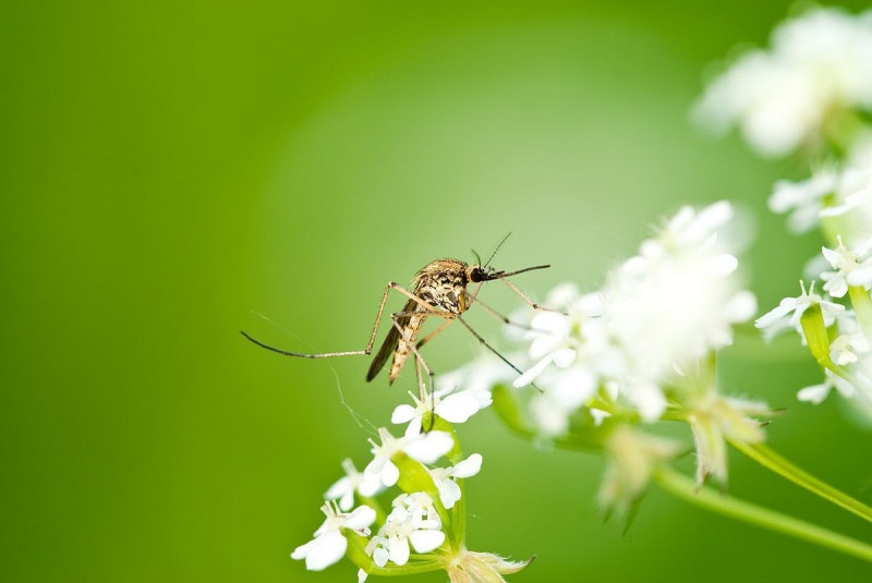 Connaître les fleurs anti-moustiques
