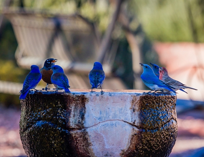 Installer une fontaine à oiseau
