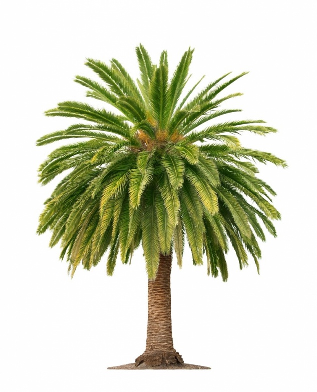 Tailler des palmiers : les différentes techniques
