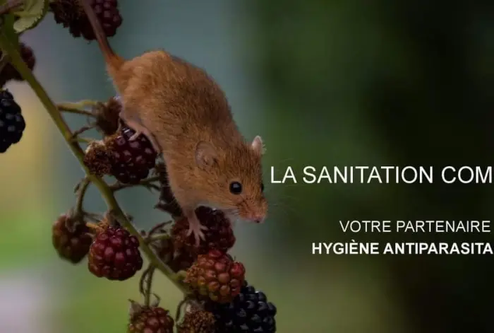 Éradication des nuisibles dans le Doubs et environs