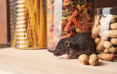 5469_rat_cuisine_hero_st