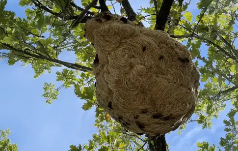 5513_gestion_nid_guepes_real