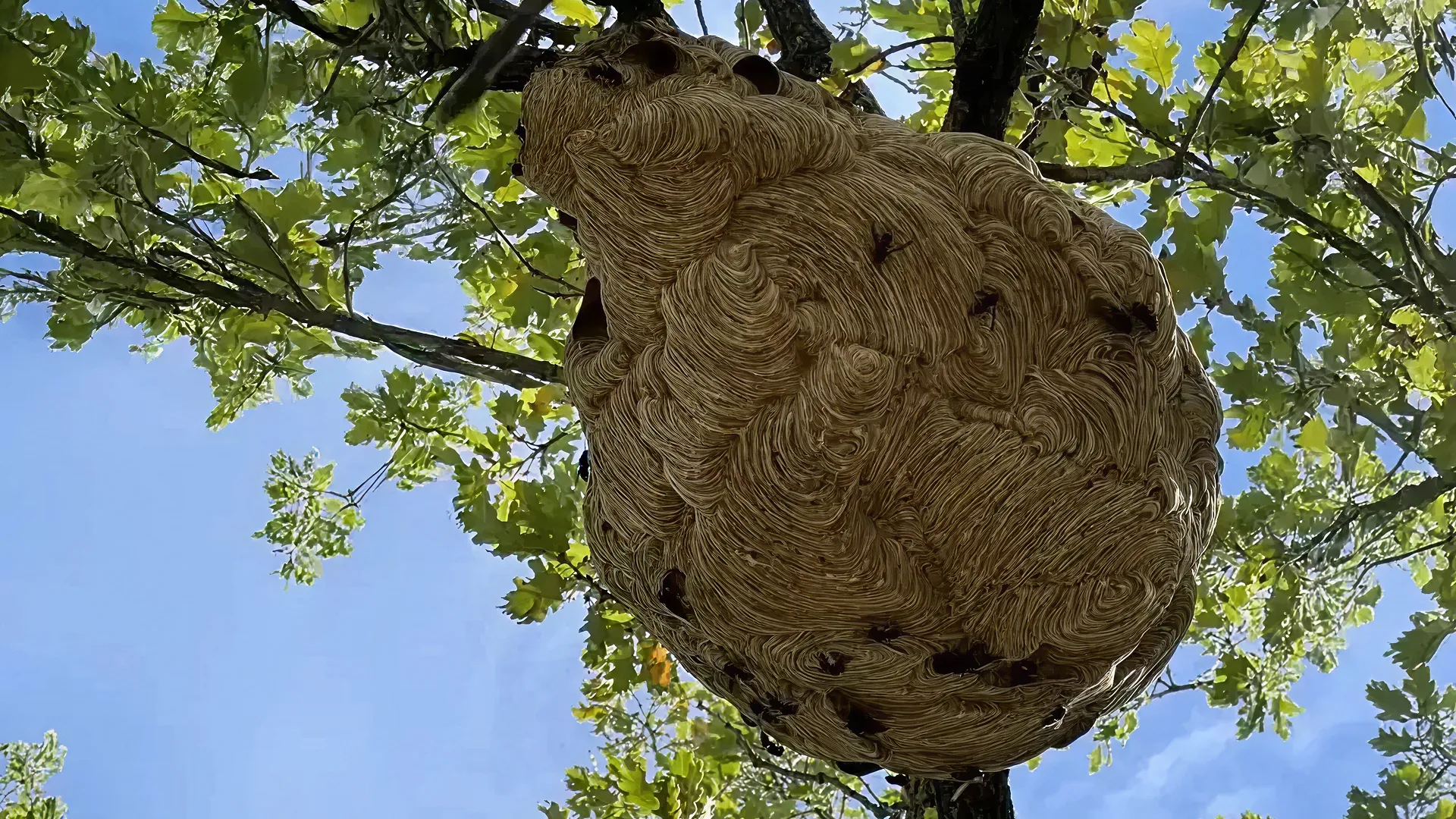Lutte antiparasitaire moderne à Draguignan et environs