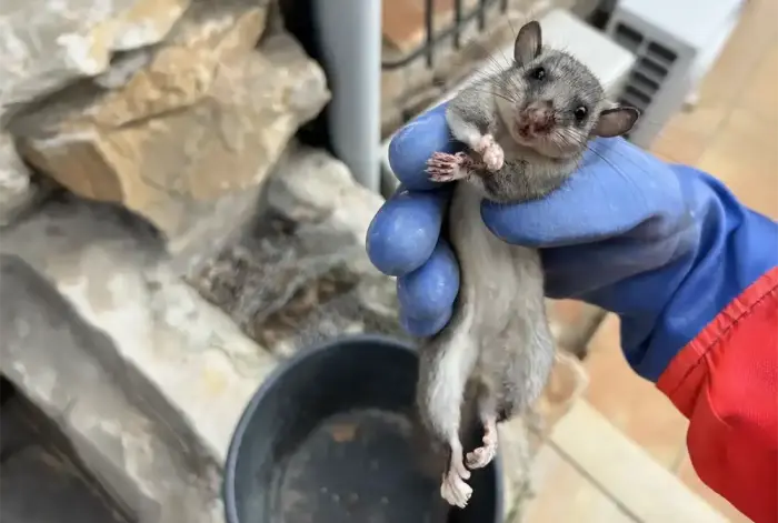 Lutte antiparasitaire moderne à Draguignan et environs