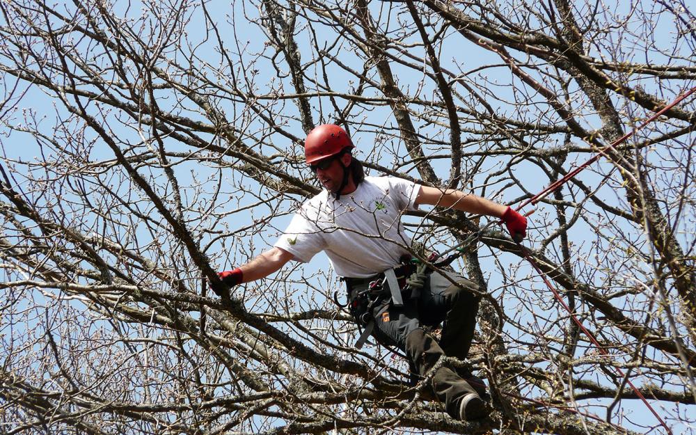 Élagage et abattage d'arbres dans le Bas-Rhin
