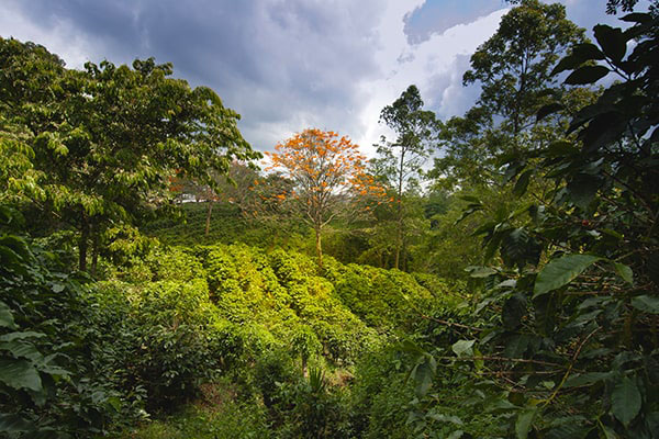 Installation de machines à café en Alsace