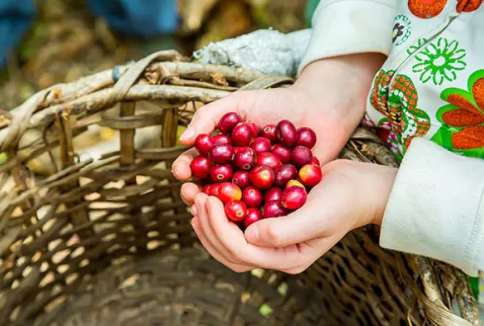 Installation de machines à café en Alsace