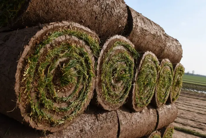 Production de gazon naturel en Grand Est