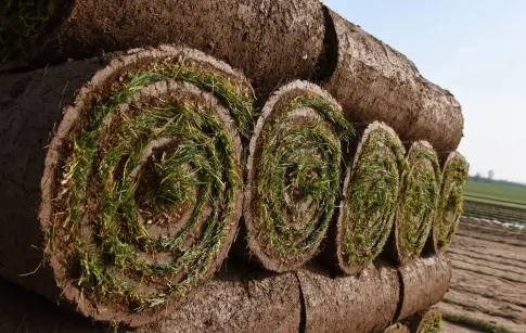 5524_photo 3 gazon_real