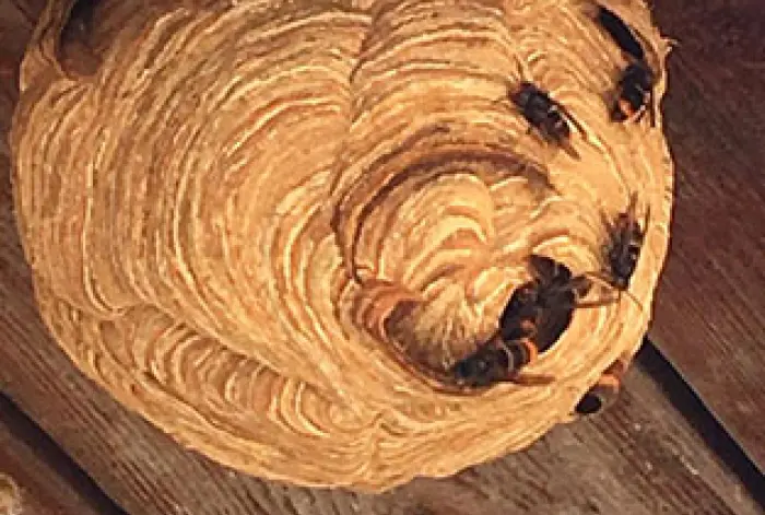 Éradication des nuisibles en Meurthe-et-Moselle