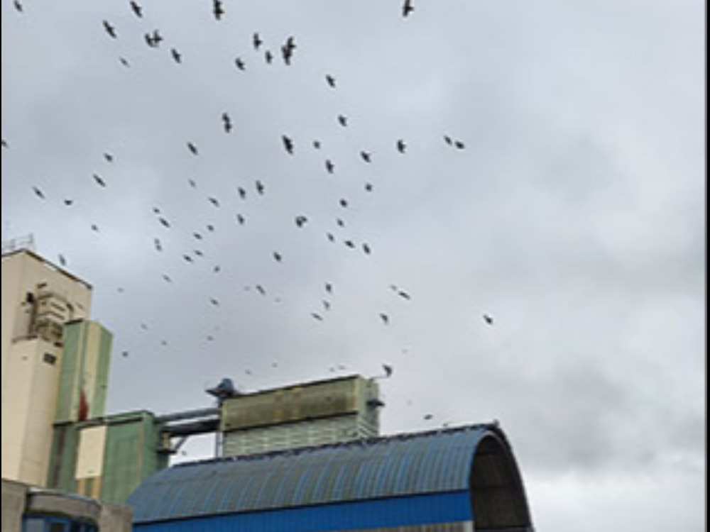 Éradication des nuisibles en Meurthe-et-Moselle
