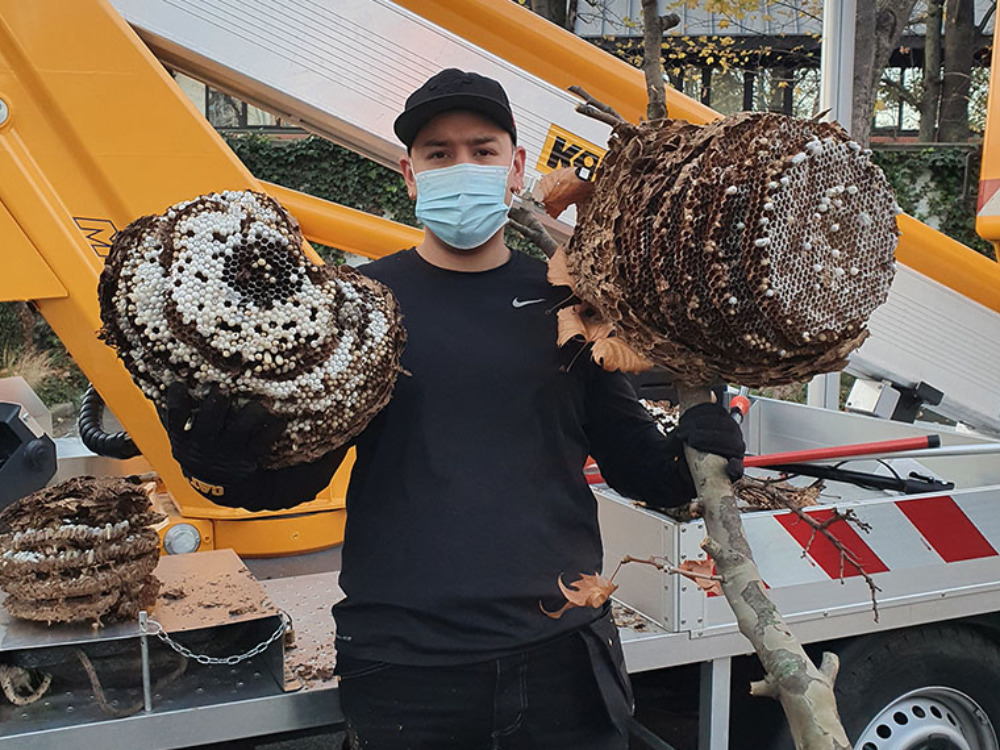 Dératisation et désinsectisation en Île-de-France