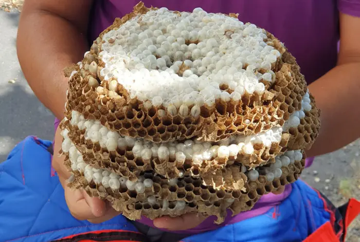 Dératisation et désinsectisation en Île-de-France