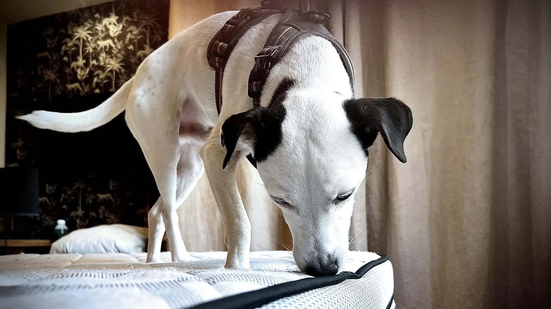 Lutte contre les nuisibles à Paris et Île-de-France