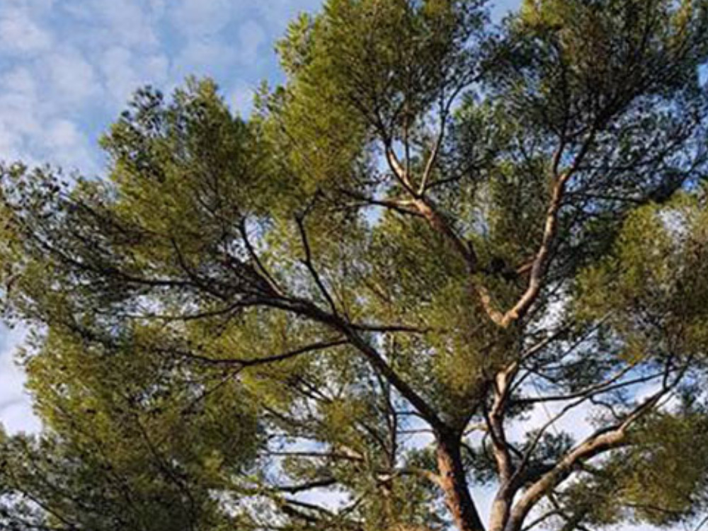 Entretien de jardins et espaces verts à Nice