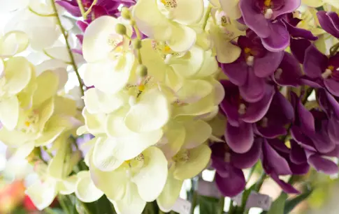 C.F.R. - AUNIS FUNERAIRE